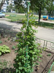 Опора для вьющихся цветов своими руками