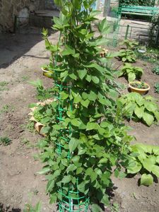 Опора для вьющихся цветов своими руками