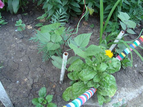 Простое решение для подвязки вьюнов