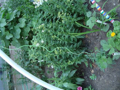 Простое решение для подвязки вьюнов