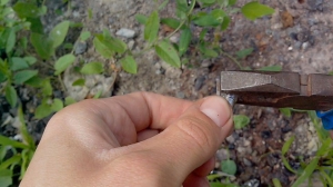 Разбираем автомобильную лампочку на 12 Вольт