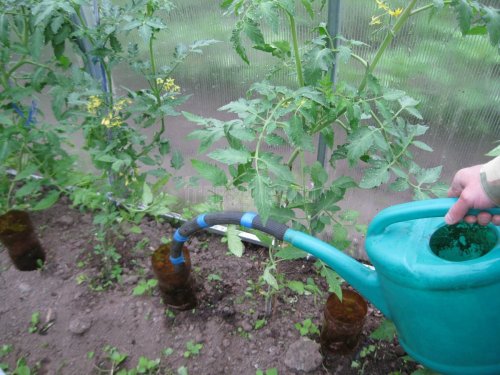 Полив растений лейкой с насадкой поливаном