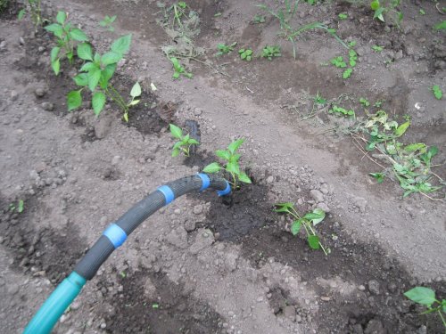 Полив растений под корень с помощью насадки поливан