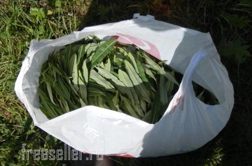 Сбор листьев Иван-чая