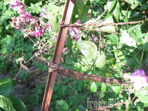 Веревка из коры для декора сада и подвязки растений