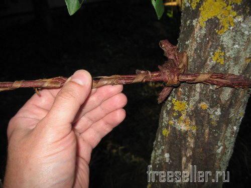 Веревка из коры для декора сада и подвязки растений