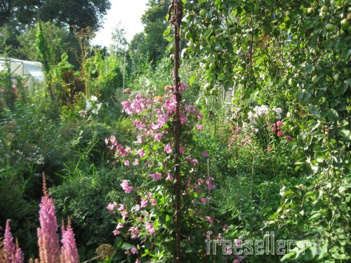 Веревка из коры для декора сада и подвязки растений