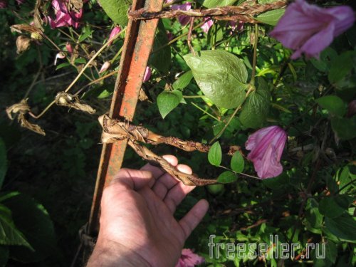 Веревка из коры для декора сада и подвязки растений