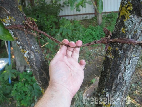 Веревка из коры для декора сада и подвязки растений