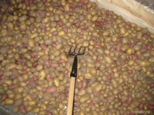 Ворошение картофеля с помощью вил с резиновыми наконечниками