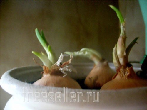 Выращивание зеленого лука в горшке