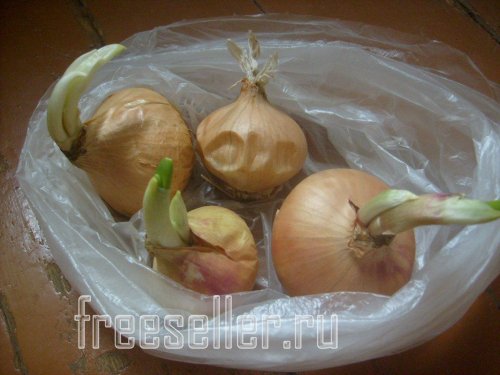 Подготовка луковиц для посадки