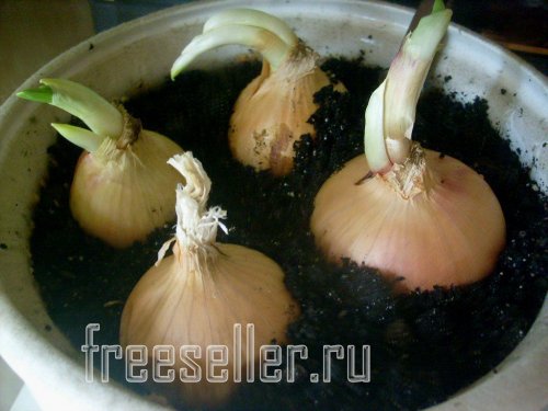Посадка луковиц в горшок