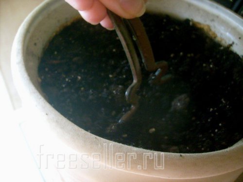 Рыхлим почву для посадки лука в горшке