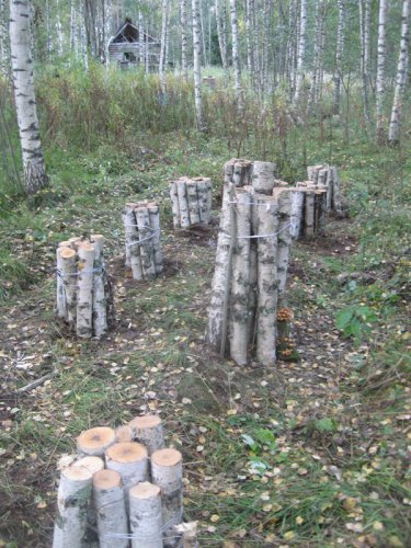 Плантация опенка своими руками