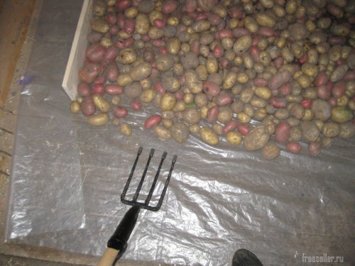 Ворошение картофеля с помощью вил с резиновыми наконечниками