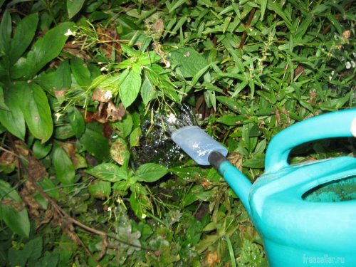 Самодельные насадки поливаны на лейку
