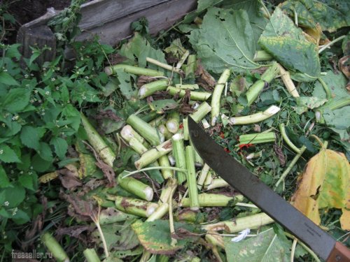 Использование мачете для срубания стеблей подсолнуха