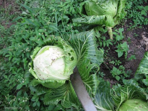 Использование мачете для срубания капусты