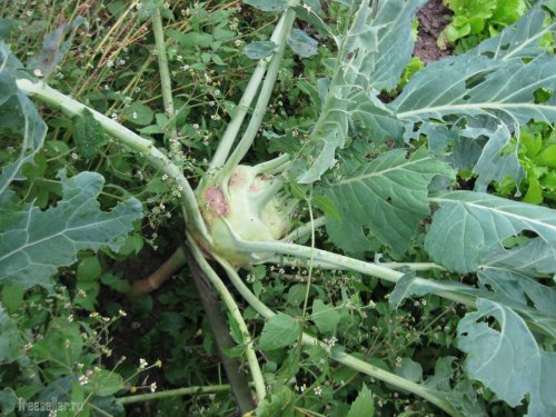 Использование мачете для срубания капусты Кольраби