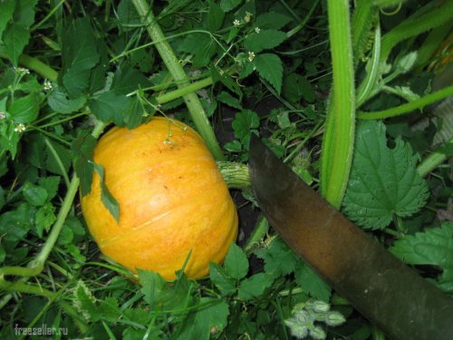 Использование мачете для срезки тыкв и кабачков