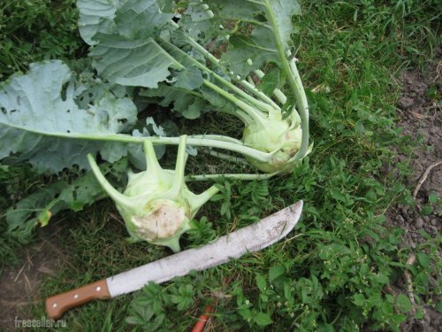 Использование мачете для срубания капусты Кольраби