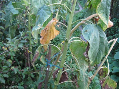 Использование мачете для срубания стеблей растений