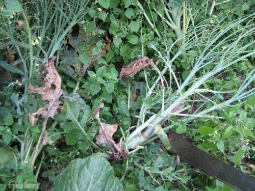 Использование мачете для срубания стеблей кукурузы