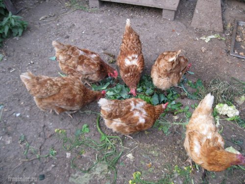 Порубленная ботва на корм курам