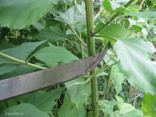 Срубание стеблей топинамбура при помощи мачете