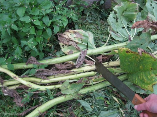 Использование мачете для срубания стеблей подсолнуха