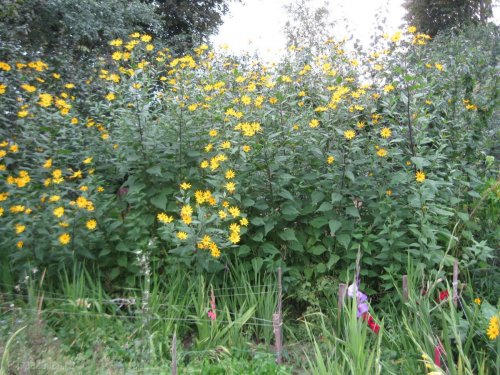 Топинамбур цветет