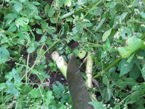 Использование мачете для срубания стеблей подсолнуха