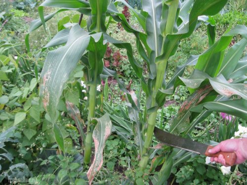 Использование мачете для срубания стеблей кукурузы