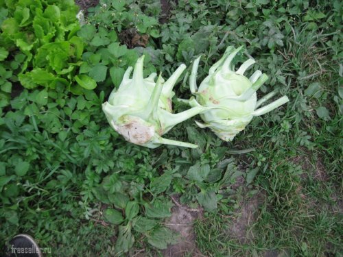 Использование мачете для срубания капусты Кольраби