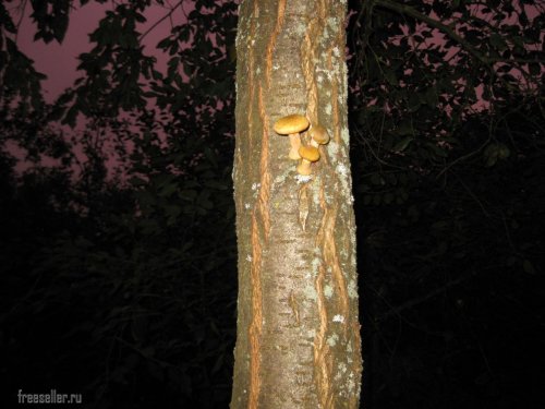 Сбор опят с высоких деревьев самодельным приспособлением.
