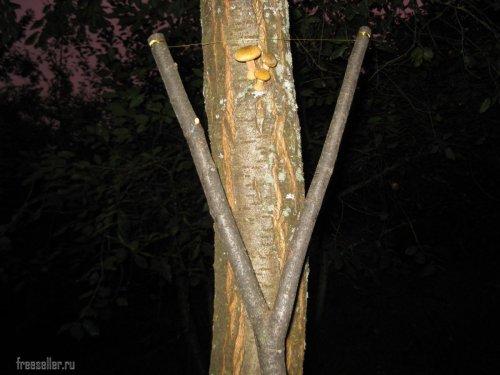 Сбор опят с высоких деревьев самодельным приспособлением.