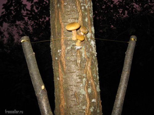 Сбор опят с высоких деревьев самодельным приспособлением.