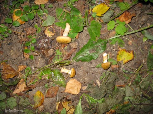 Сбор опят с высоких деревьев самодельным приспособлением.