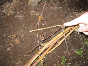 Подготовка виноградного куста к укрытию чесночной ботвой