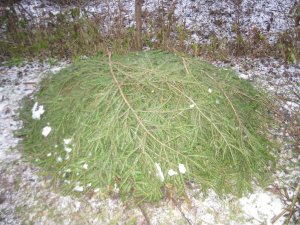 Укрытие виноградного куста еловым лапником