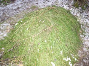 Укрытие виноградного куста еловым лапником