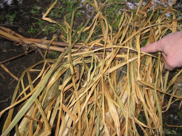 Укрытие виноградного куста чесночной ботвой