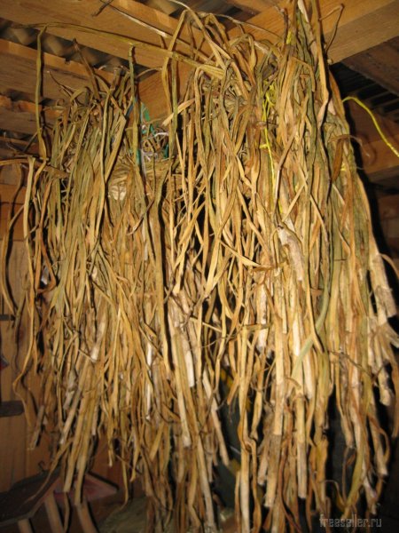 Сушка чесночной ботвы