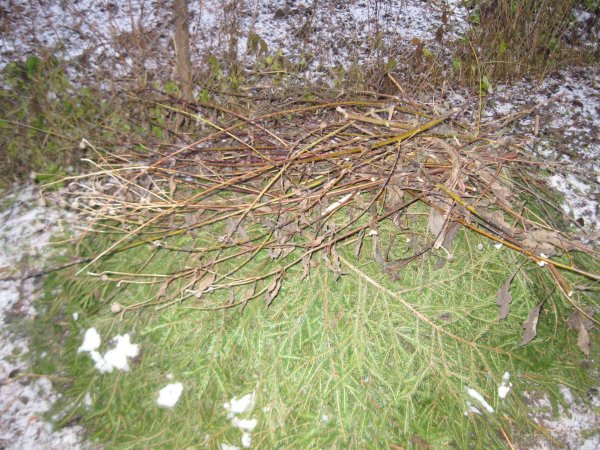 Использование чесночной ботвы при укрытии винограда