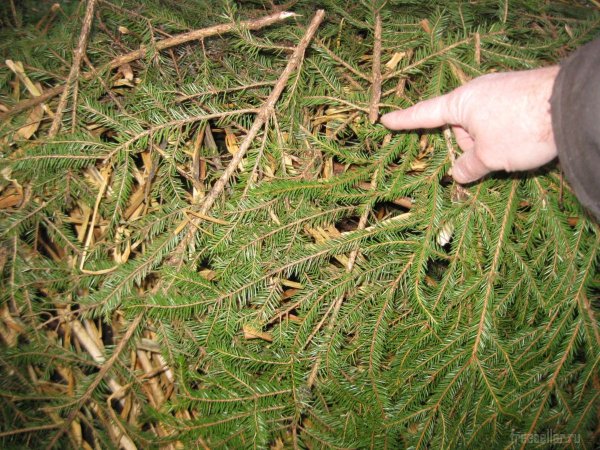Укрытие виноградного куста еловым лапником
