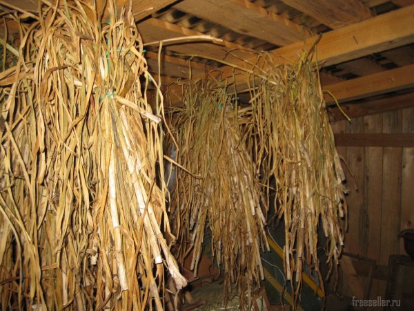 Сушка чесночной ботвы