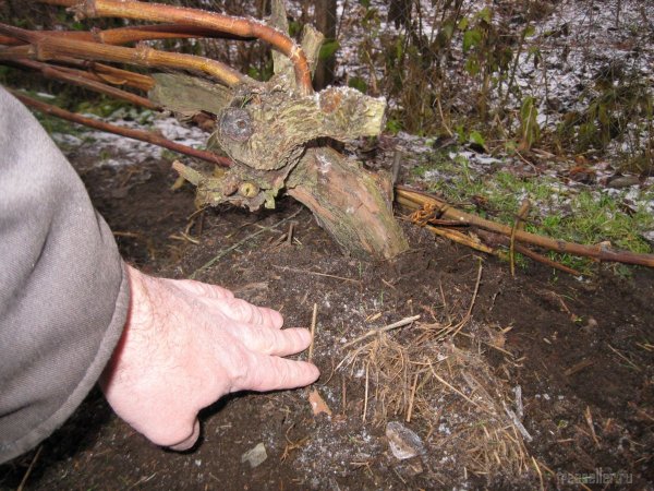 Подготовка виноградного куста к укрытию чесночной ботвой