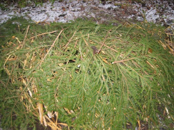 Укрытие виноградного куста еловым лапником