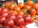 Как получить высокий урожай помидор